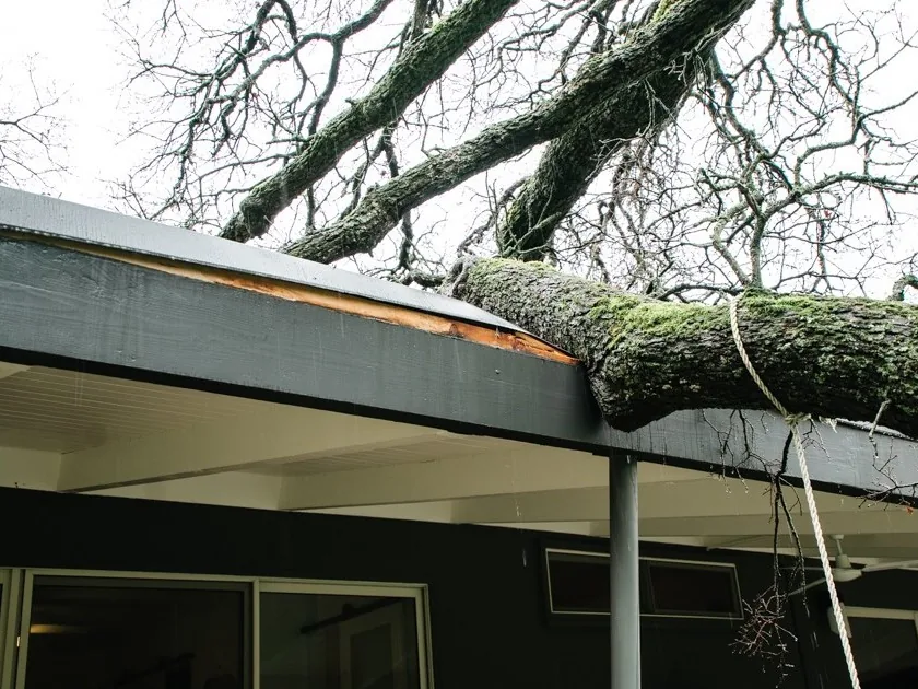 Moss-covered tree trunk lying across a roof edge after a storm