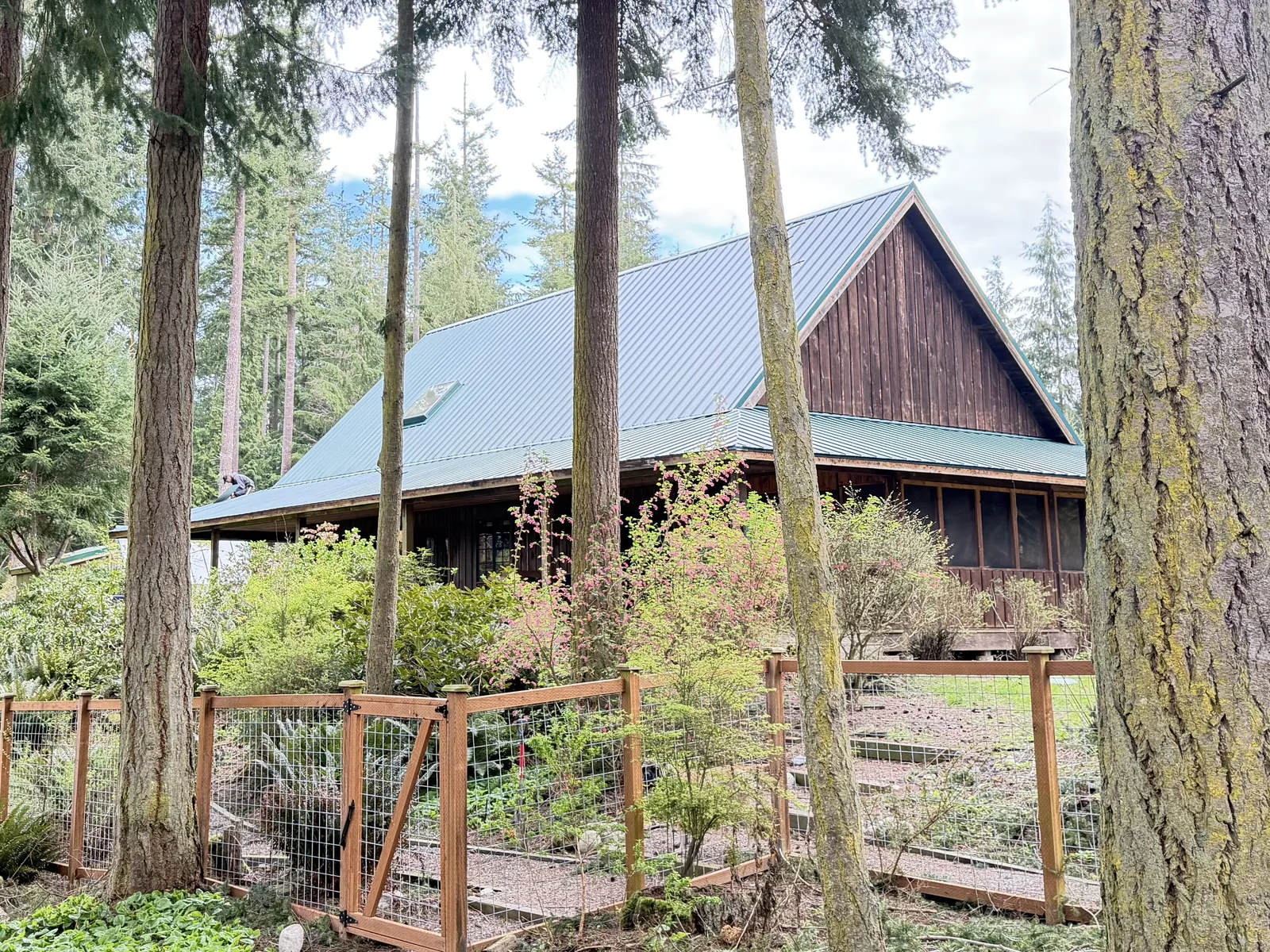 Home with a new green standing-seam metal roof, seen through tall fir trees