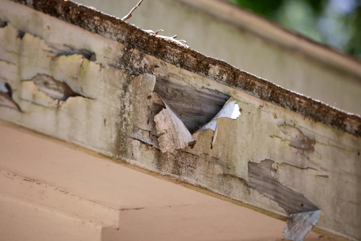 Rotted, peeling fascia board along a roof edge